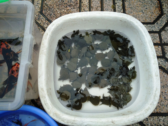 Phản cảm cảnh rao bán rùa tai đỏ để phóng sinh ngay trước cửa chùa ảnh 6