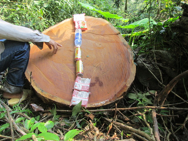 Kiểm lâm, công an bảo kê cho phá rừng, khai thác vàng ở Kim Hỷ? ảnh 2