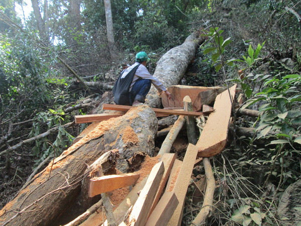 Kiểm lâm, công an bảo kê cho phá rừng, khai thác vàng ở Kim Hỷ? ảnh 3