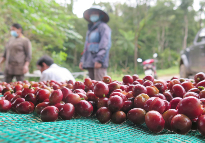 Giá tăng cao, các doanh nghiệp càphê vẫn phải nếm 'vị đắng' ảnh 2