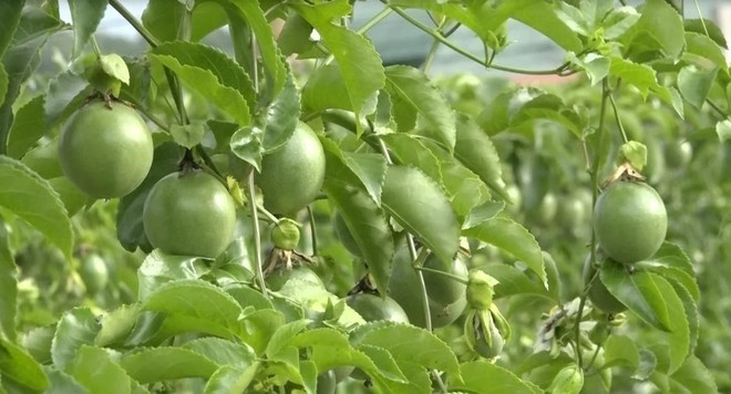 Mở cửa thị trường: Điểm tựa đưa nông sản Việt Nam vươn xa ảnh 1