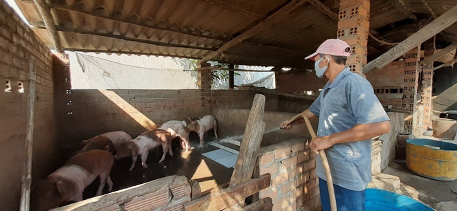 Đã có 20 tỉnh, thành trên cả nước tái phát dịch tả lợn châu Phi ảnh 1