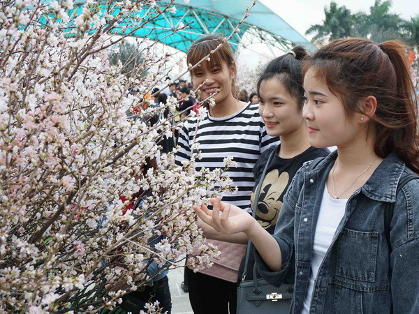 6 tấn hoa anh đào Nhật Bản sẽ về tới Hà Nội trong chiều 19/3 ảnh 1