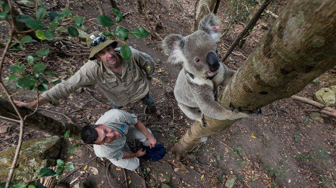 (Nguồn: abc.net.au) Giới khoa học Australia cảnh báo nguy cơ tuyệt chủng loài koala ảnh 1