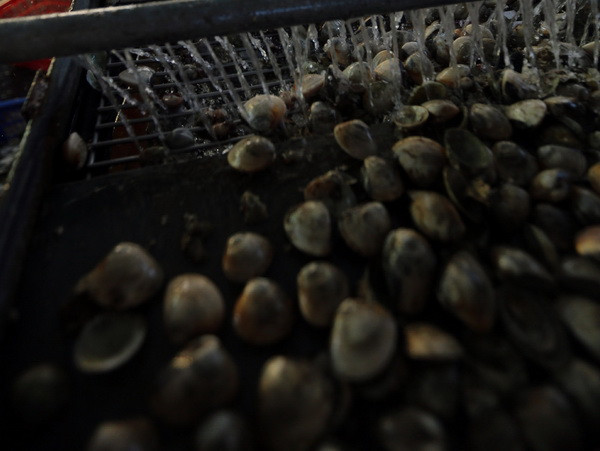 Thanh Hóa: Kết quả phân tích mẫu nước biển nơi ngao chết hàng loạt ảnh 1