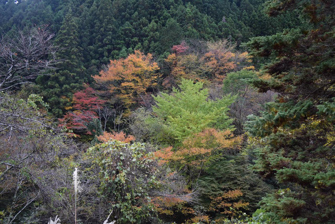 Kochi - Viên ngọc xanh thiên nhiên của xứ sở Mặt trời mọc ảnh 3