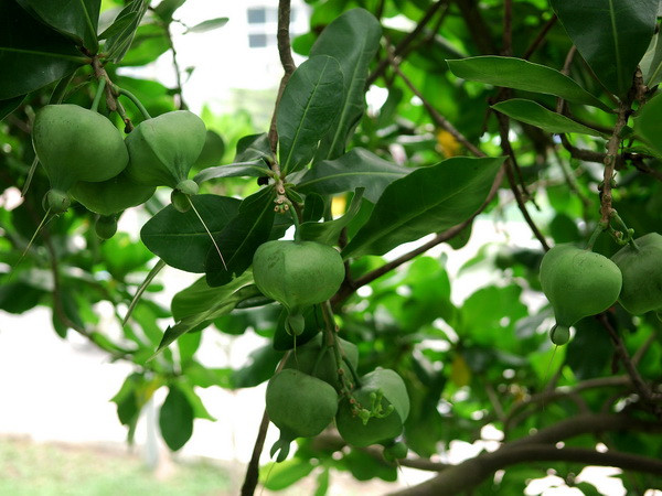 Ươm trồng thành công cây bàng vuông trên đảo Lý Sơn ảnh 1