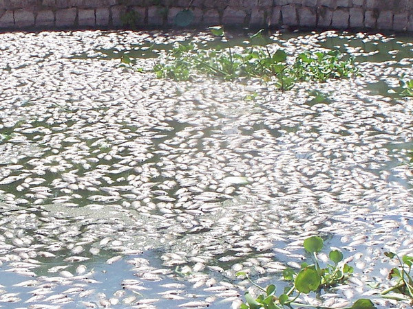 Cá chết hàng loạt tại hồ nước lớn nhất thành phố Hải Dương ảnh 1