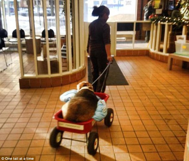 Chú chó phát phì vì ăn quá nhiều và phải di chuyển bằng xe kéo ảnh 2