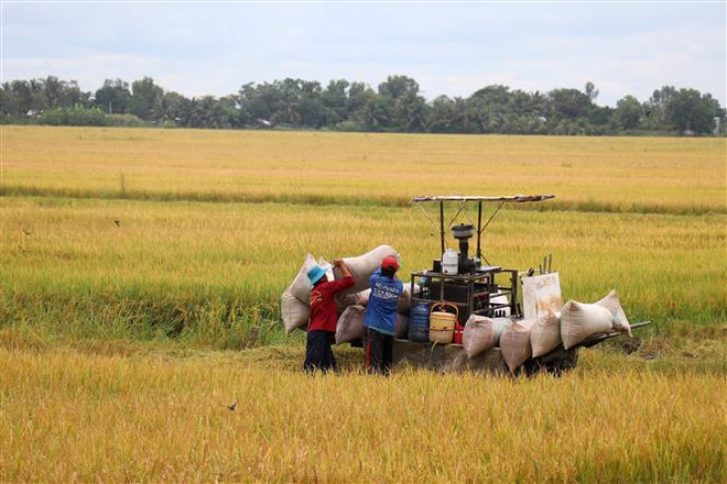 Bài toán nâng năng suất lúa để ứng phó biến đổi khí hậu tại ĐBSCL ảnh 1