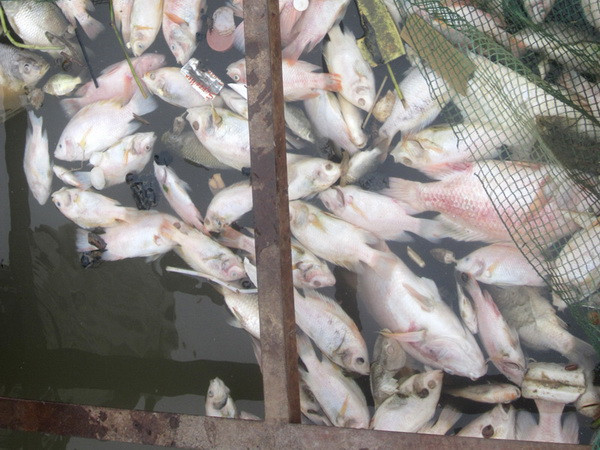 Phạt 300 triệu đồng đối với công ty xả thải làm cá chết hàng loạt ảnh 1