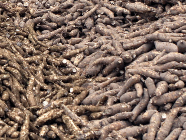 Phú Thọ: Công ty sắn Sơn Sơn gây ô nhiễm nghiêm trọng ảnh 1