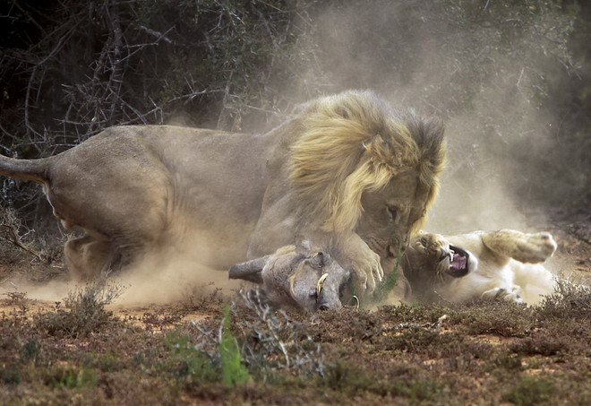 Hãi hùng cảnh sư tử đói điên cuồng vồ con mồi lợn lòi ảnh 4