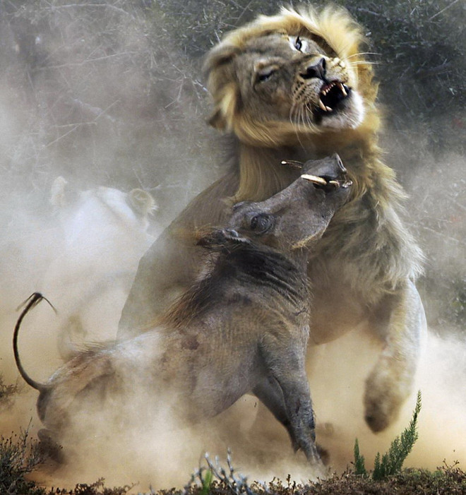 Hãi hùng cảnh sư tử đói điên cuồng vồ con mồi lợn lòi ảnh 3