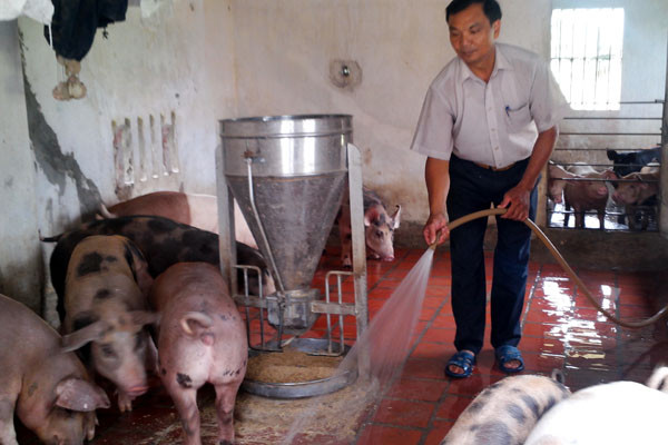 Nhà sáng chế nuôi lợn bằng... thức ăn sinh học có thảo dược ảnh 1