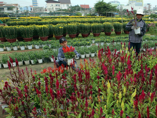 Các vùng trồng hoa Đà Nẵng chuẩn bị Tết nhiều loài hoa lạ ảnh 1