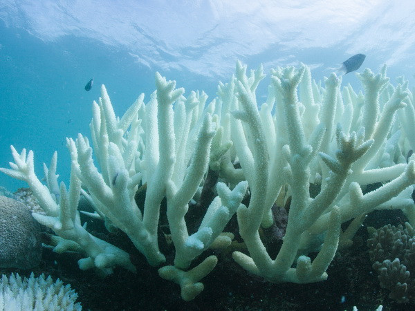 Australia cảnh báo khả năng xuất hiện El Nino trong năm nay ảnh 1