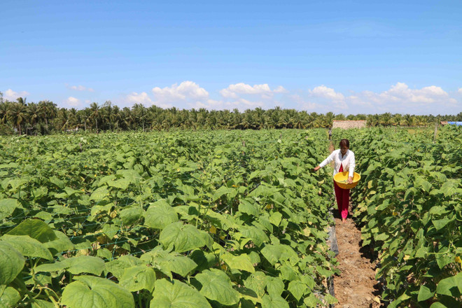 Trà Vinh hỗ trợ hơn 40 tỷ khôi phục sản xuất sau thiệt hại do hạn mặn ảnh 1