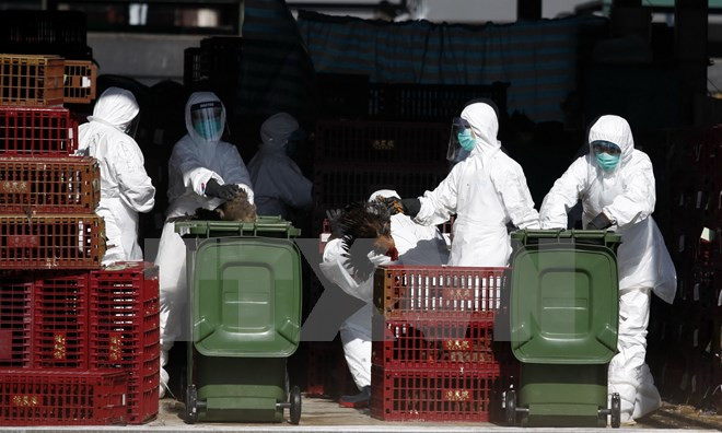 Trung Quốc ghi nhận ca nhiễm virus cúm gia cầm H7N9 mới ảnh 1