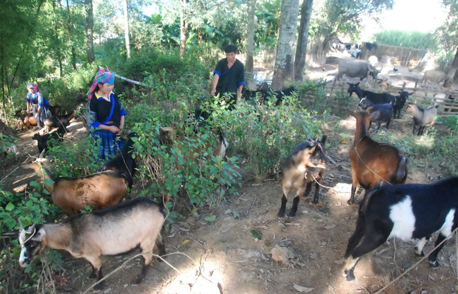 Chuyện về “hợp tác xã” nuôi dê của người H'Mông trên đỉnh núi ảnh 2