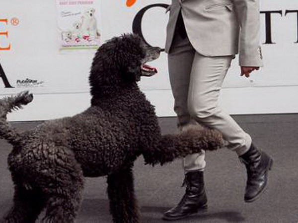 Italy: Khi tình yêu thú cưng lớn hơn cả nỗi lo khủng hoảng kinh tế ảnh 1