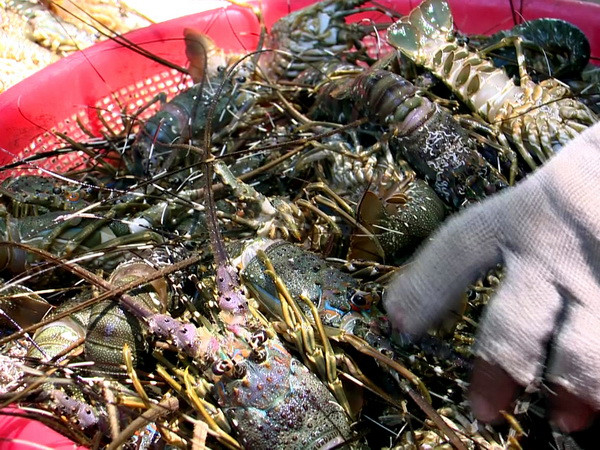 Tôm hùm ở vịnh Xuân Đài chết hàng loạt, người nuôi sốc nặng ảnh 1