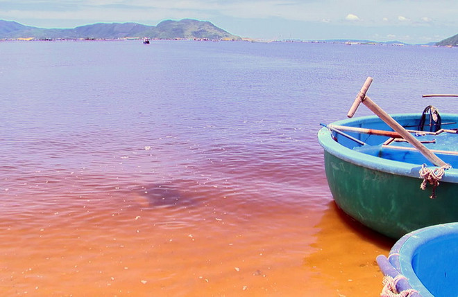 Tôm hùm ở vịnh Xuân Đài chết hàng loạt, người nuôi sốc nặng ảnh 2