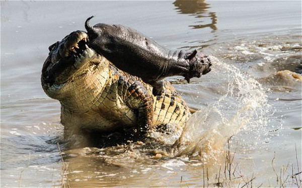 Kinh hãi trước cảnh cá sấu khổng lồ "ăn gỏi" cá mập và hà mã ảnh 3