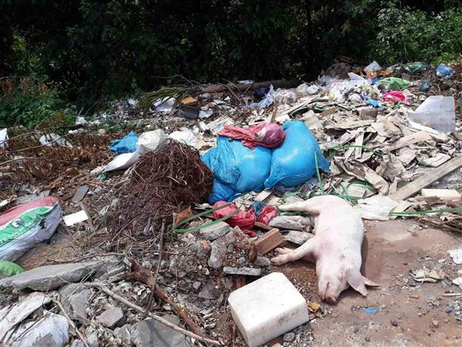 Nghệ An: Xử lý nghiêm các đối tượng vứt xác lợn ra môi trường ảnh 1