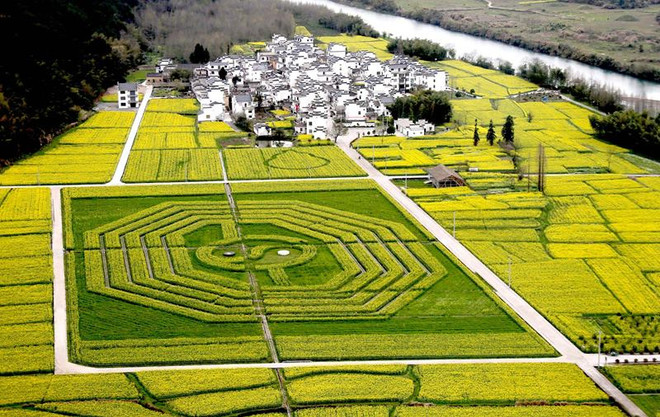 Vòng tròn Thái Cực và Bát quái xuất hiện trên cánh đồng ở Trung Quốc ảnh 1