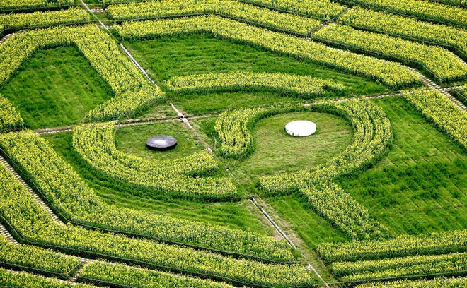 Vòng tròn Thái Cực và Bát quái xuất hiện trên cánh đồng ở Trung Quốc ảnh 2
