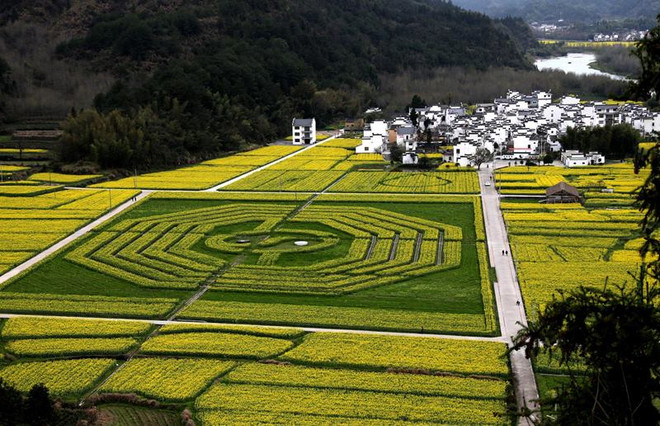Vòng tròn Thái Cực và Bát quái xuất hiện trên cánh đồng ở Trung Quốc ảnh 3