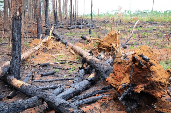 Xử lý nghiêm nạn phá rừng, không để 'xã hội đen' mua bán đất lộng hành ảnh 1