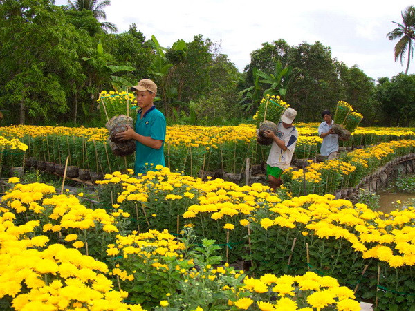 Ảnh minh họa. (Nguồn: Duy Khương/TTXVN) Hơn 900ha hoa Đà Lạt đã sẵn sàng phục vụ Tết Ất Mùi 2015 ảnh 1