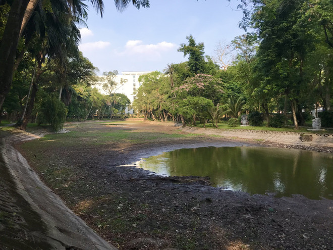 Nguyên nhân khiến hồ nước trong công viên Bách Thảo cạn trơ đáy ảnh 4