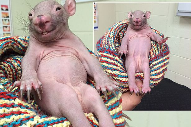 Chú gấu túi gây sốt nhờ vẻ ngoài đáng yêu và dáng ngồi đặc biệt ảnh 1