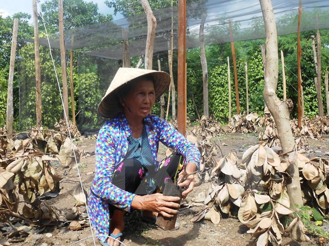 Vườn tiêu trồng ở Bình Phước chết dần do hạn hán năm 2016. (Ảnh: Đậu Tất Thành/TTXVN) Sự kiện trong nước 14-20/11: "Giấy thông hành" cho gỗ Việt Nam vào EU ảnh 10