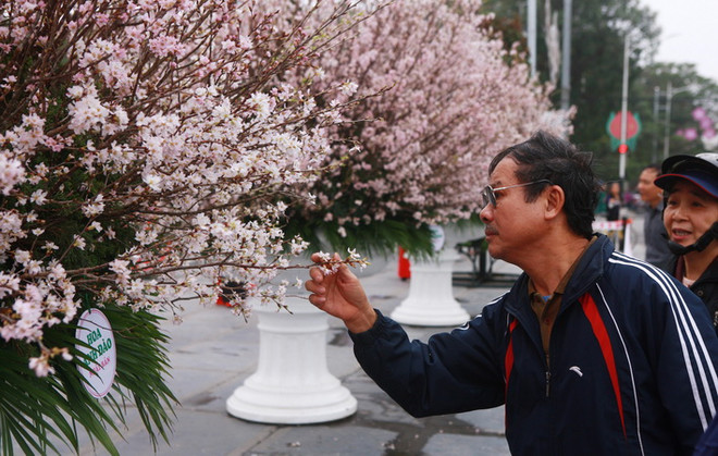 7.000 cành hoa anh đào Nhật Bản sẽ khoe sắc tại thành phố Hải Phòng ảnh 1