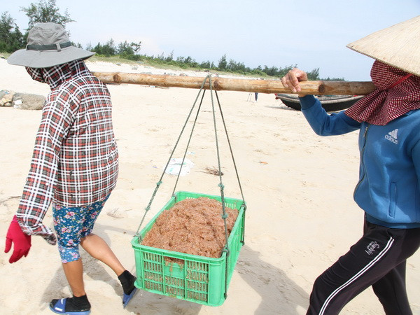 Thời tiết thuận lợi, ngư dân Quảng Trị được mùa ruốc biển ảnh 1