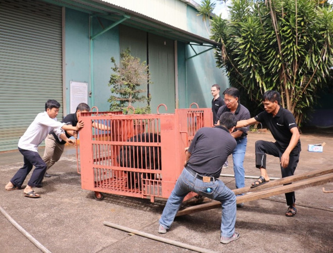Quá trình giải cứu gấu. (Ảnh: TC ĐVCA) Giải cứu thành công 4 cá thể gấu ngựa có trọng lượng "khủng” ảnh 4