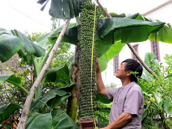 Cây chuối lạ trổ buồng dài 2m với gần 200 nải tại Quảng Bình ảnh 1