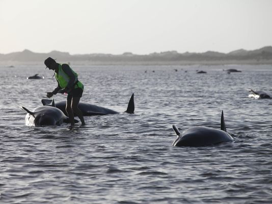 Hàng chục con cá voi hoa tiêu bị chết vì mắc cạn trên bãi biển ảnh 4