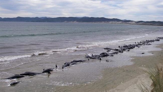 Hàng chục con cá voi hoa tiêu bị chết vì mắc cạn trên bãi biển ảnh 1
