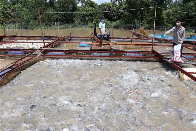 Tiền Giang: Người nuôi cá điêu hồng phấn khởi vì giá cao, lãi khá ảnh 1