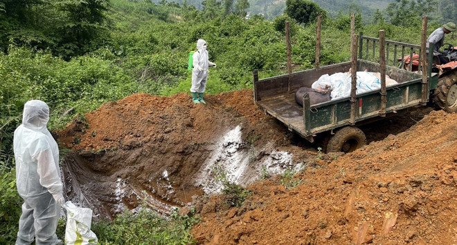 Tiêu hủy lợn mắc bệnh dịch tả lợn châu Phi. (Ảnh: TTXVN phát) tieu huy lon benh.jpg
