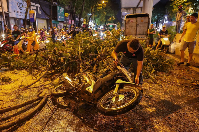 Hà Nội: Kịp thời cứu thoát một người bị cây đổ đè trúng ảnh 1