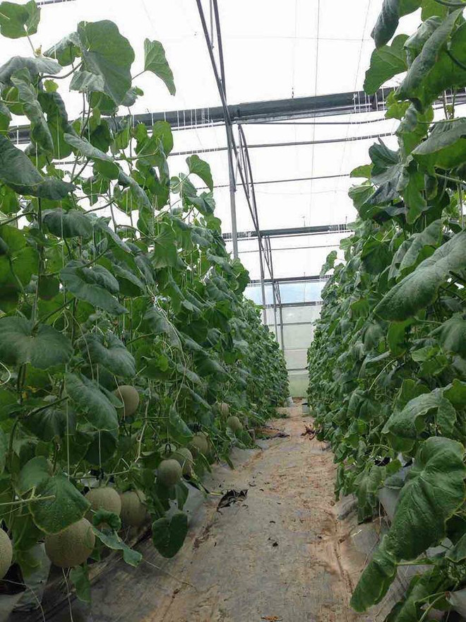 Bà Rịa-Vũng Tàu xúc tiến thương mại với nhiều sản phẩm thế mạnh ảnh 4