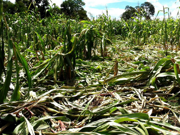 Voi rừng thiếu thức ăn, vào rẫy, chặn đường của người dân ảnh 1