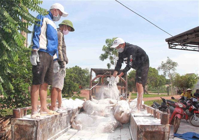 Dịch tả lợn châu Phi vẫn tiếp tục diễn biến phức tạp và lan rộng ảnh 1