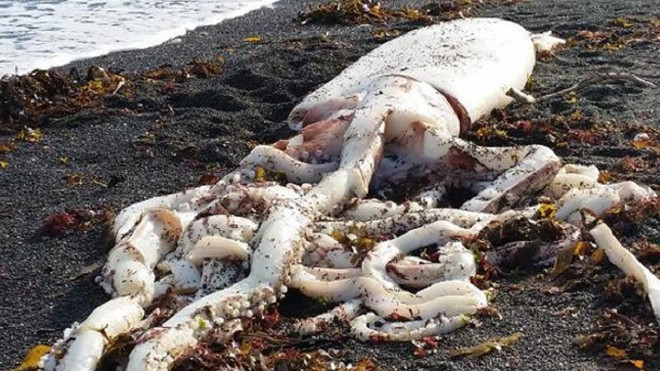 [Photo] Cận cảnh con mực khổng lồ có xúc tu dài tới 5 mét ảnh 1